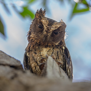 Kirindy - Malagasy scops owl
